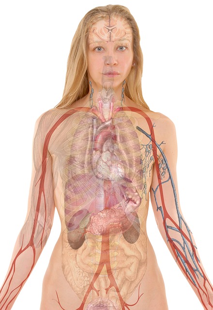 Anatomía cuerpo humano